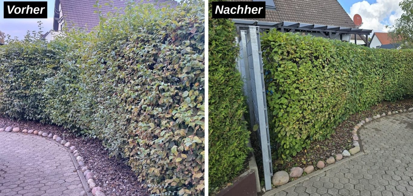 Vorher Nachher Bild Heckenschnitt